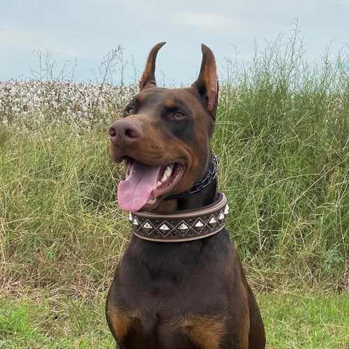 Miniatura 2 de Blazing Paws Darlington - Collar de perro de cuero de lujo de 2 pulgadas de ancho para perros grandes, hecho a mano de gamuza acolchado de cristal