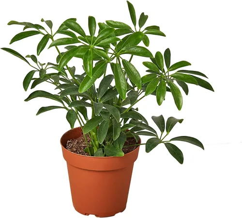 Miniatura 2 de Gardenera Umbrella Plant Potting Mix - Mezcla prémium para follaje vibrante y fuerte desarrollo de raíces, 1 cuarto de galón
