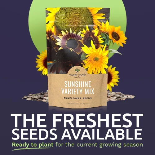 Miniatura 2 de Semillas de girasol a granel, variedad de 10 tipos de hermosos girasoles, bolsa de 1/4 de libra, semillas de girasol polinizadas abiertas