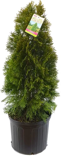 Miniatura 4 de Planta viva Green Promise Farms, Thuja occidentalis 'Smargd' Emerald Green Arborvitae #3 Contenedor de tamaño Evergreen