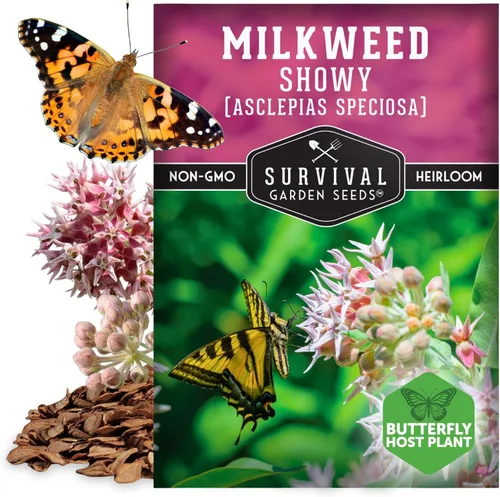 Miniatura 5 de Semillas de Algodoncillo Vistoso para Plantar - Asclepias Speciosa - Huésped de Mariposa Monarca - Planta Nativa Tolerante a la Sequía y Flor