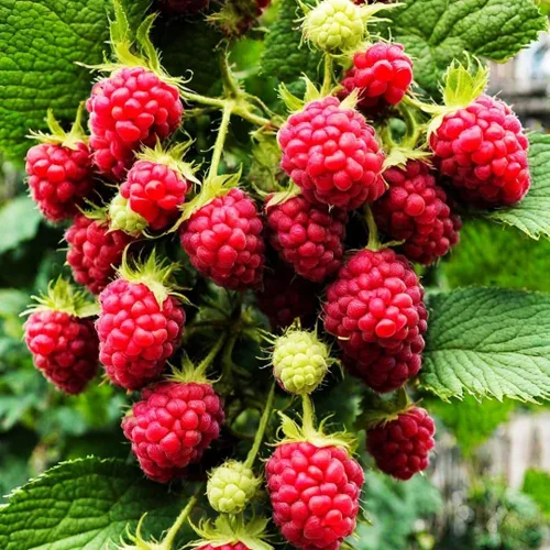 Miniatura 5 de 1700 semillas de frutas mixtas para plantar en jardín, 4 variedades: fresa, frambuesa, arándano, uva, reliquia sin OMG