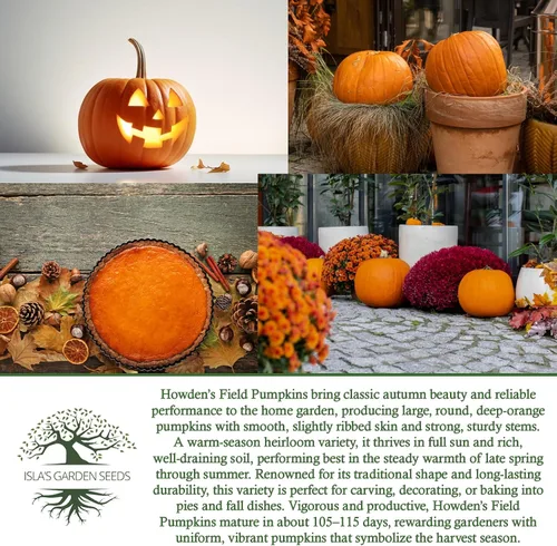 Miniatura 6 de Howden - Semillas de calabaza de campo para plantar, más de 20 semillas tradicionales por paquete, semillas de jardín de Isla