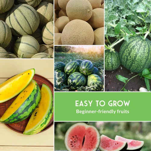 Miniatura 6 de Variedad de semillas de melón – 6 semillas autóctonas de melón cantalupo, melón y sandía para plantar – con Honey Rock, Hale’s Best, Tendersweet