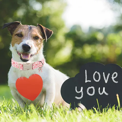 Miniatura 75 de Aring Pet Collar de algodón, lindo, con hebilla de liberación rápida, para bodas, para perros pequeños, medianos y grandes, rosa Terciopelo rosa
