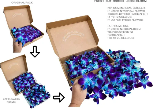 Miniatura 2 de Miami Fresh Orchid Flores perecederas de floración suelta OrchidClub USA Sunne Tropical DIY lei, decoración de alimentos y bebidas (100 azul)