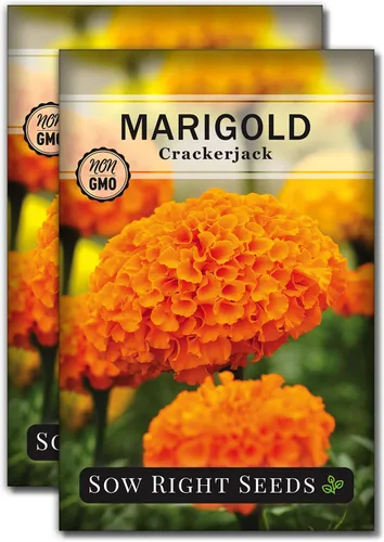 Sow Right Seeds - Semillas de caléndula Crackerjack para plantar al aire libre - Flores de caléndula africana de alto rendimiento - Caléndulas de