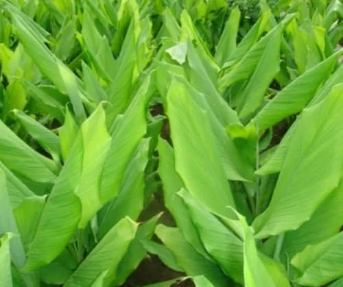 Miniatura 4 de Crecen 3 raíces de cúrcuma para uso en plantas - Cultivado en EE. UU., Zeodaria de jengibre orgánico