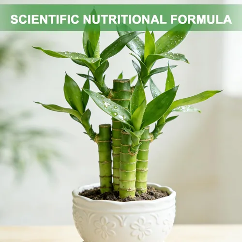 Miniatura 4 de Suelo natural puro para macetas para plantas de bambú de la suerte, 1 cuarto de galón, drenaje superior y transpirabilidad, suelo ideal para plantas