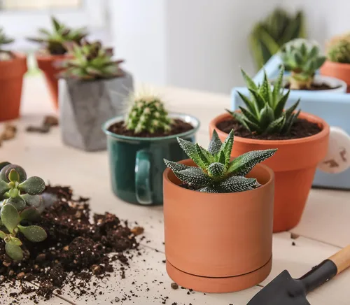 Miniatura 2 de D'vine Dev Maceta de Terracota Extra Pequeña de 4 Pulgadas con Orificio de Drenaje y Platillo, Maceta Cilíndrica Redonda para Plantas