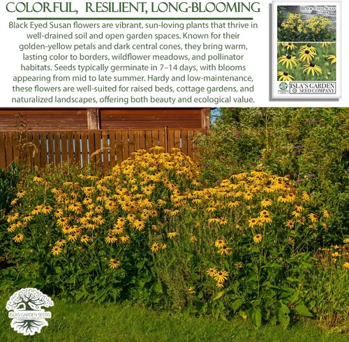 Miniatura 5 de Semillas de flores Susan de ojos negros, más de 3000 semillas por paquete, flores silvestres amarillas brillantes, nombre botánico: Rudbeckia hirta