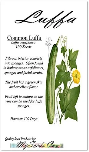 Miniatura 2 de Paquete grande – (100) semillas de luffa Luffa Cylindrica – Paño de cocina o frutas de calabaza Luffa crecen hasta aproximadamente 2 pies – Semillas