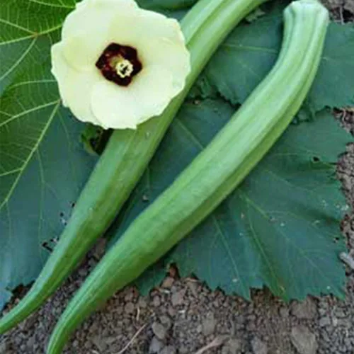 Perkins - Semillas de okra en cápsulas largas, 0.07 oz (~35 semillas), reliquia, polinización abierta, sin OMG, perfectas para jardinería agrícola y