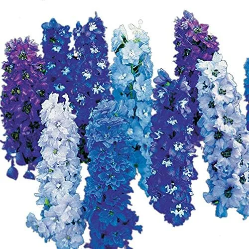 Miniatura 2 de Park Seed Delphinium - Semillas de plantas de flores, doble floración, fáciles de cultivar, perfectas para jardín de primavera, azul claro Delphina