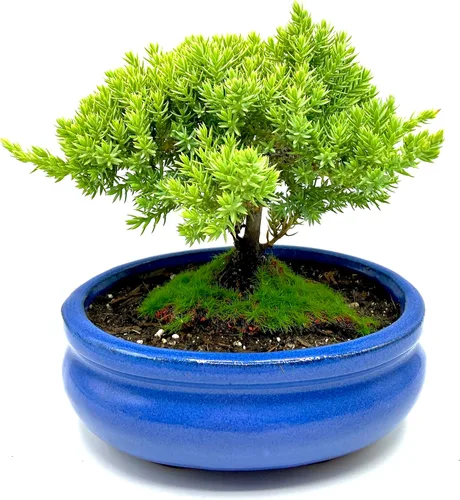Miniatura 11 de Árbol de enebro enano bonsái vivo de 7 años con soporte de bambú hecho a mano Árbol de enebro o jade bonsái Interior/Exterior 100% hecho a