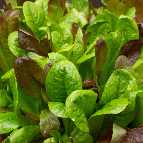 Mezcla de ensalada orgánica gourmet – 1 onza ~ 17,000 semillas – Semillas orgánicas, reliquias, polinizadas abiertas, sin OMG, semillas de