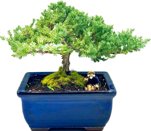 Árbol de enebro bonsái enano vivo de 7 años | Árbol de enebro o jade bonsái | Interior/Exterior | 100% hecho a mano | Decoración para el hogar y la