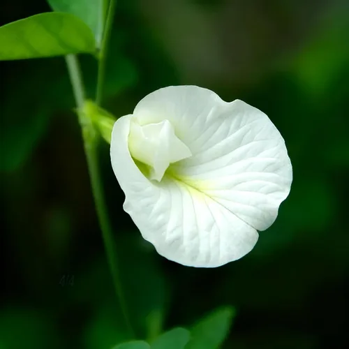 Miniatura 6 de Semillas de flor de guisante de mariposa para plantar, 35 semillas de Clitoria mixtas, semillas de clitoria sin OMG para jardín ornamental, bonsái