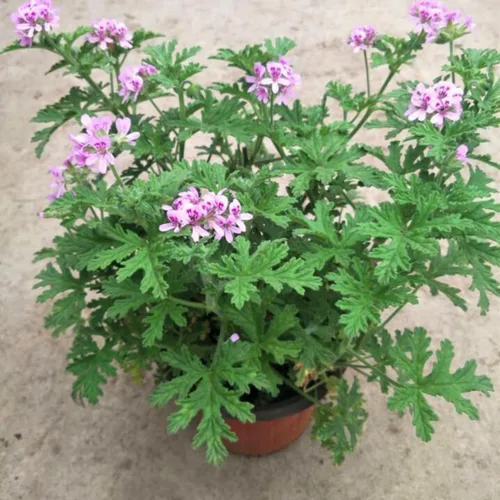 Miniatura 2 de Juego de 4 plantas de citronela vivas, de 3 a 6 pulgadas de alto, planta de citronela viva de interior, maceta de citronela, plantas vivas