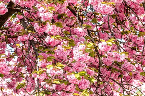 Miniatura 4 de TomorrowSeeds - Semillas de árbol de cerezo japonés - Más de 30 unidades - para plantar 2026 Sakura Pink Floración Asiático Oriental Ornamental