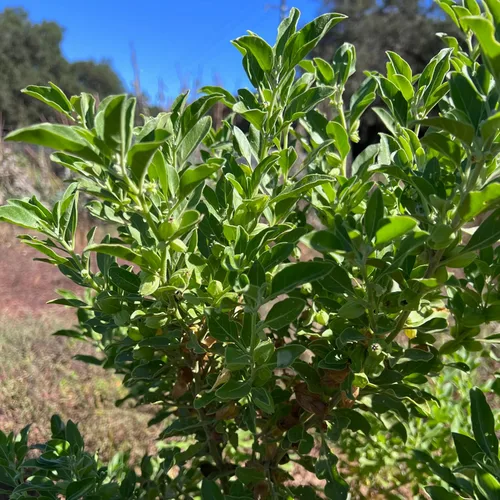 Miniatura 2 de Plant Good Seed Semillas orgánicas de Ashwagandha para plantar: hierba ayurveda, raíces blancas - Paquete de 80 semillas