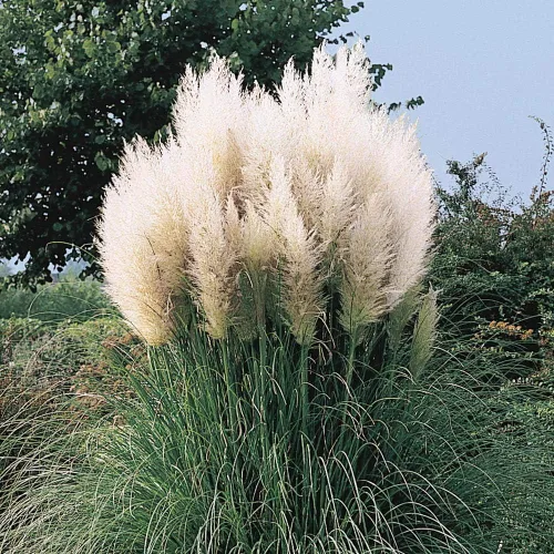 Miniatura 2 de White Pampas Grass 50 Semillas – Semillas de hierba de Cortaderia Selloana, semillas de flores ornamentales de reliquia, flores plumosas, semillas