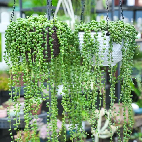 Miniatura 2 de Cadena de perlas de 4 pulgadas con maceta de rayas verdes, planta suculenta viva para el hogar, oficina, boda, decoración colgante, proyectos