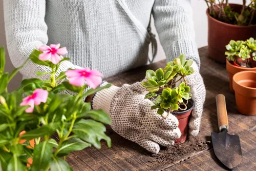 Miniatura 8 de 11 piezas de herramientas para suculentas, mini herramientas de jardín, herramienta de riego de suculentas como accesorios para plantas, kit