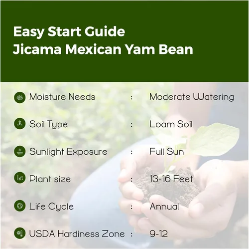 Miniatura 5 de Bmore Spicy Jicama - Semillas de ñame mexicano (Pachyrhizus erosus), reliquia sin OMG para plantar, 20 semillas frescas para jardinería