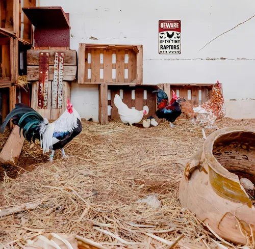 Miniatura 6 de Regalos divertidos para mujeres amantes de los pollos, entusiastas de la granja, cuidado con el pequeño raptor, letrero de metal para pollos, Rojo