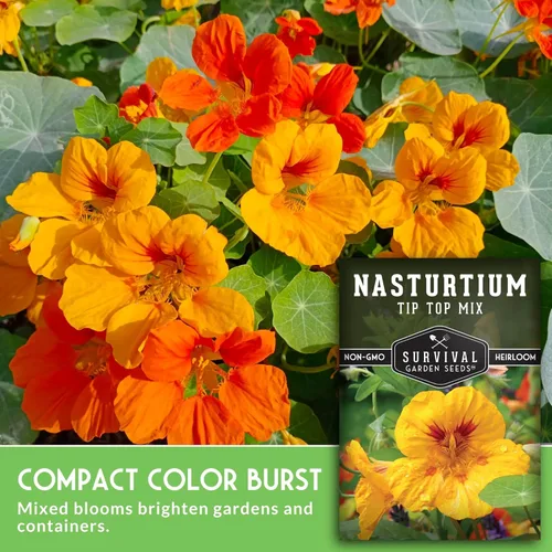 Miniatura 3 de Tip Top Mix - Semillas de capuchina para plantar al aire libre, variedad de flores comestibles y plantas complementarias, semillas sin OMG