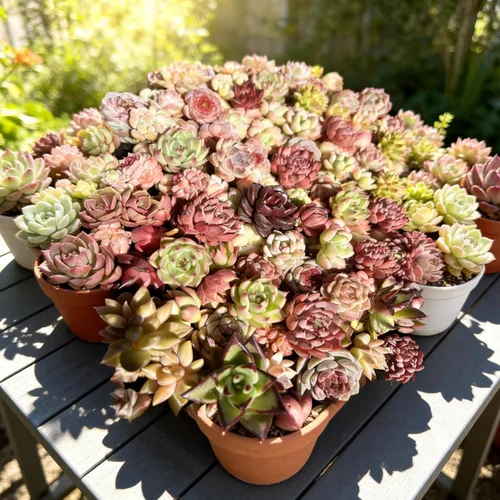 Miniatura 3 de Paquete de 100 plantas suculentas vivas, suculentas surtidas a granel, raíz desnuda a granel, mini plantas suculentas vivas, plantas suculentas
