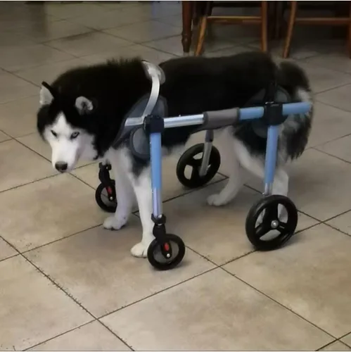 Miniatura 2 de Dog Wheelchair for Back Legs Small,Adjustable Pet Wheelchair with 4Wheels for Injured, Disabled, Paralysis, Hind Limb Weak Puppy Indoor＆Outdoor