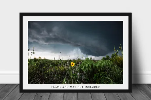 Miniatura 3 de Storm Photography Print (Not Framed) Picture of Thunderstorm Passing Behind Wild Sunflower on Spring Day in Texas Flower Wall Art Nature Decor