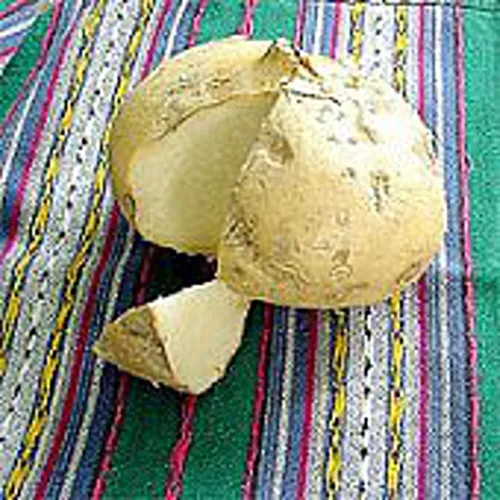 Semillas de jícama (más de 20 semillas) | Sin OGM | Semillas de flores de hierbas y frutas vegetales para plantar | Paquete de invernadero de jardín