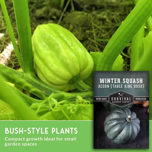 Miniatura 5 de Table King - Semilla de calabaza bellota para plantar, 1 paquete con instrucciones para plantar y cultivar calabazas de invierno estilo arbusto