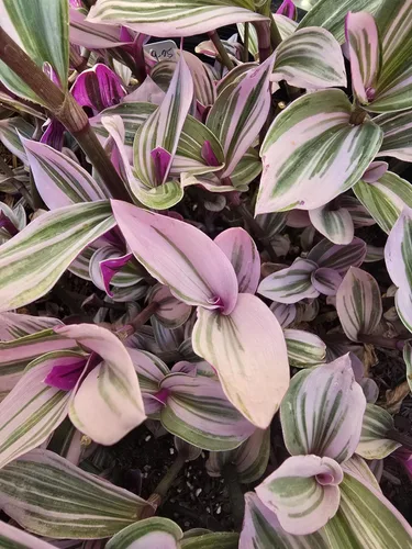 Miniatura 5 de Judío errante Juego de 2 Pink Tradescantia Nanouk Plantas vivas enraizadas en macetas de 4 pulgadas