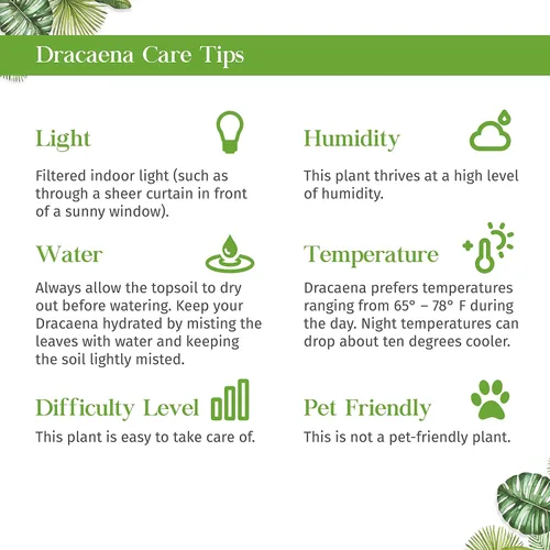 Miniatura 6 de Dracaena Colorama - Planta viva para interior Diferentes plantas de interior en maceta de 4 y 6 pulgadas Planta de casa real para sala de estar