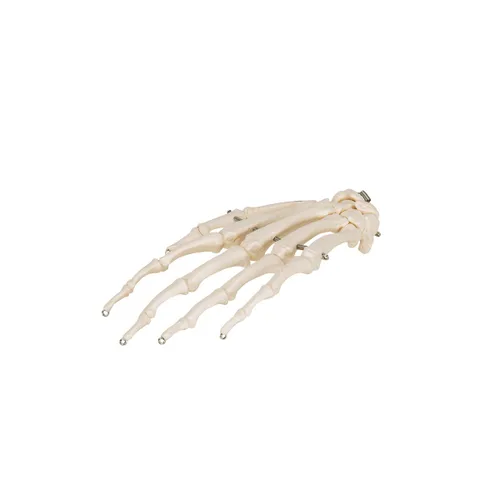 Miniatura 9 de 3B Scientific Esqueleto de mano A40 montado en alambre - 3B Smart Anatomy