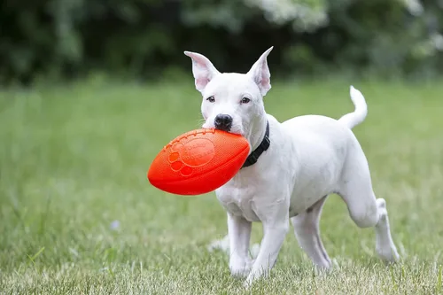 Miniatura 2 de Jolly Pets Juguete de fútbol para perro, 8 pulgadas, naranja