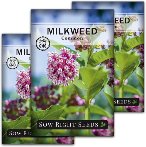 Miniatura 8 de Sow Right Seeds - Semillas de algodoncillo común para plantar - Cultiva tus propias asclepias para mariposas monarca - Mala de leche/Asclepias