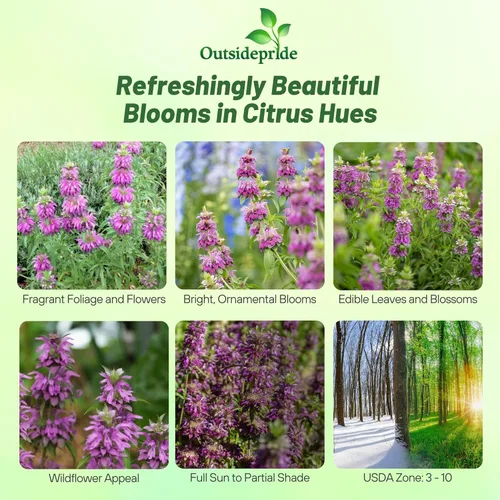 Miniatura 2 de Outsidepride Semillas de bálsamo de abeja de limón, 5000 unidades, anuales, fáciles de cultivar y aptas para polinizadores, semillas de flores