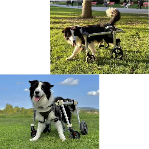 Miniatura 2 de Dog Wheelchair for Back/Front Legs，Adjustable Pet Mobility Cart, All-Aviation Aluminum Frame ，4 Shock-Absorbing Wheels，Comfortable Harness for Small