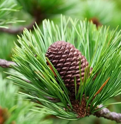 Miniatura 9 de Pinus thunbergii (semillas de pino negro japonés, forma atractiva y características únicas, semillas de MySeeds.Co, elige la cantidad (1 oz)