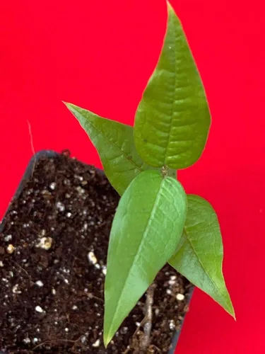 Miniatura 6 de Planta de maceta de árbol frutal de uva brasileña de hoja grande Plinia Aureana de Jaboticaba blanca