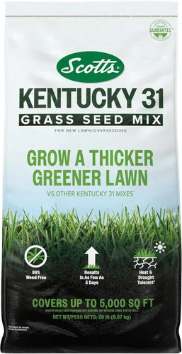 Scotts Mezcla de semillas de césped Kentucky 31 para césped nuevo o sobresiembra, crece más gruesa y verde en comparación con otras mezclas Kentucky