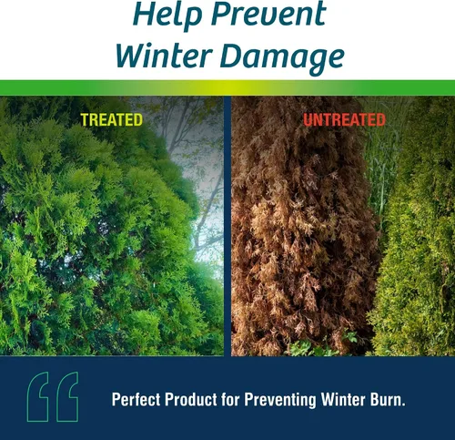 Miniatura 4 de Wilt-Pruf® Concentrado Protege contra daños en invierno, sequías y estrés Simplemente rocía y deja secar Bloquea la humedad con película