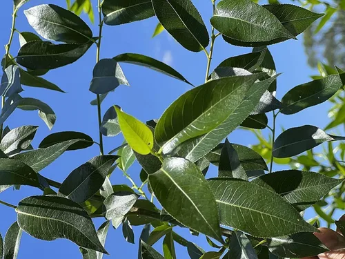 Esquejes de sauce de hoja de durazno para cultivar - Árboles de sauce de hoja de laurel raros - Árboles de rápido crecimiento (8 árboles)