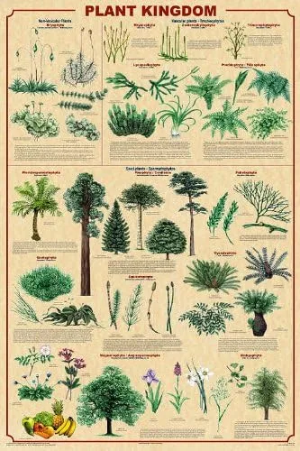 Picture Peddler Plant Kingdom II - Póster impreso para profesores de ciencias educativas (24 x 36 pulgadas)