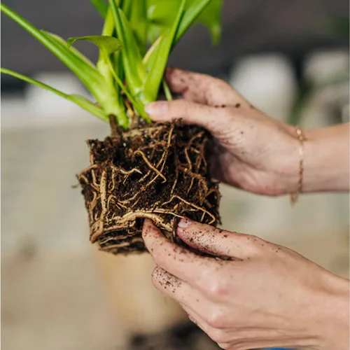 Miniatura 4 de Doter Musgo de Turba Sphagnum Orgánico, Añadido al Suelo y Enriquece las Raíces de las Plantas, Enmienda del Suelo de Jardinería y Medio de Suelo